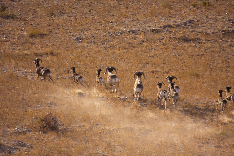 Argali